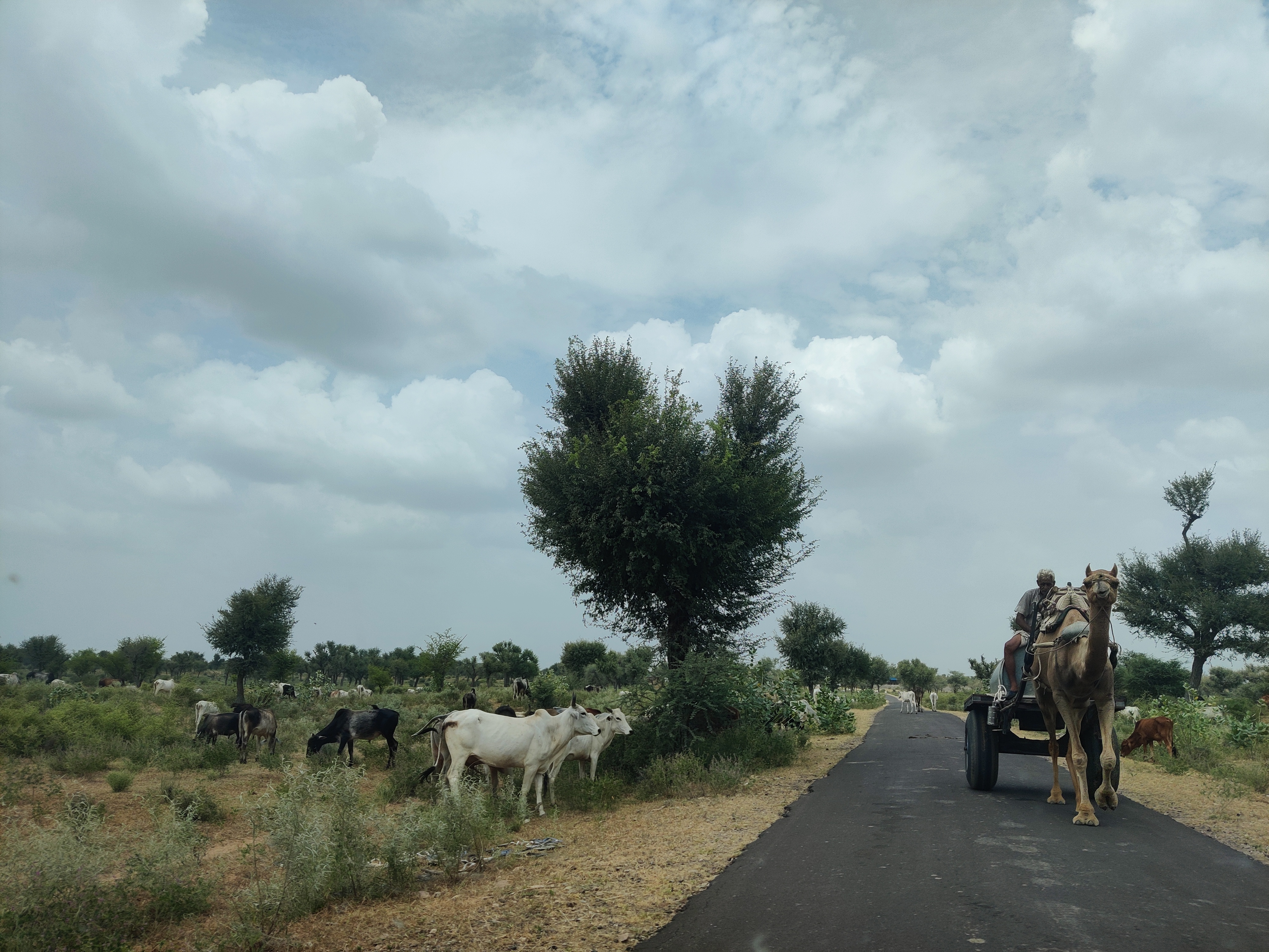 Camel in my hometown in Rajasthan