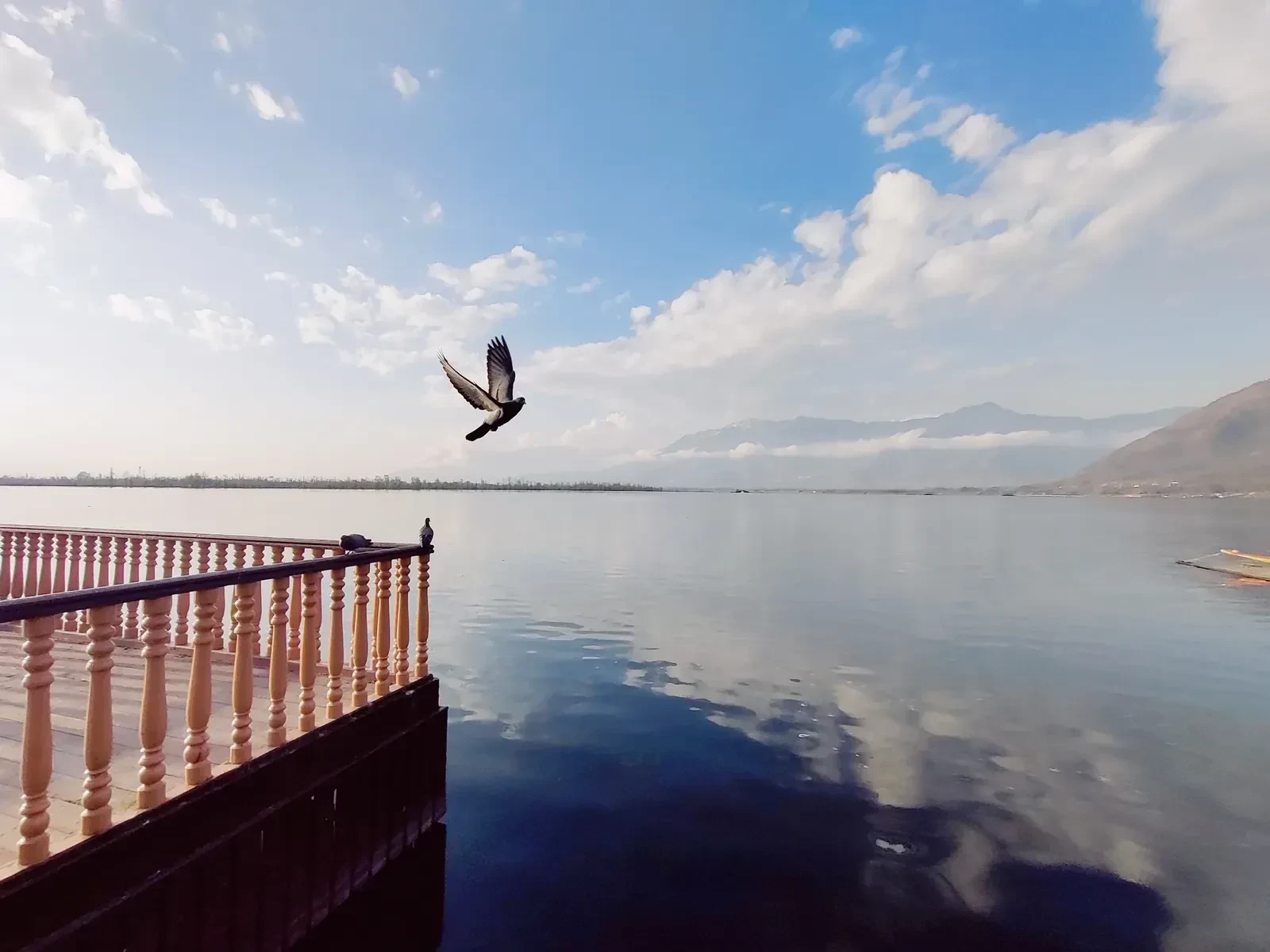 A pigeon taking off over the still water of Dal Lake