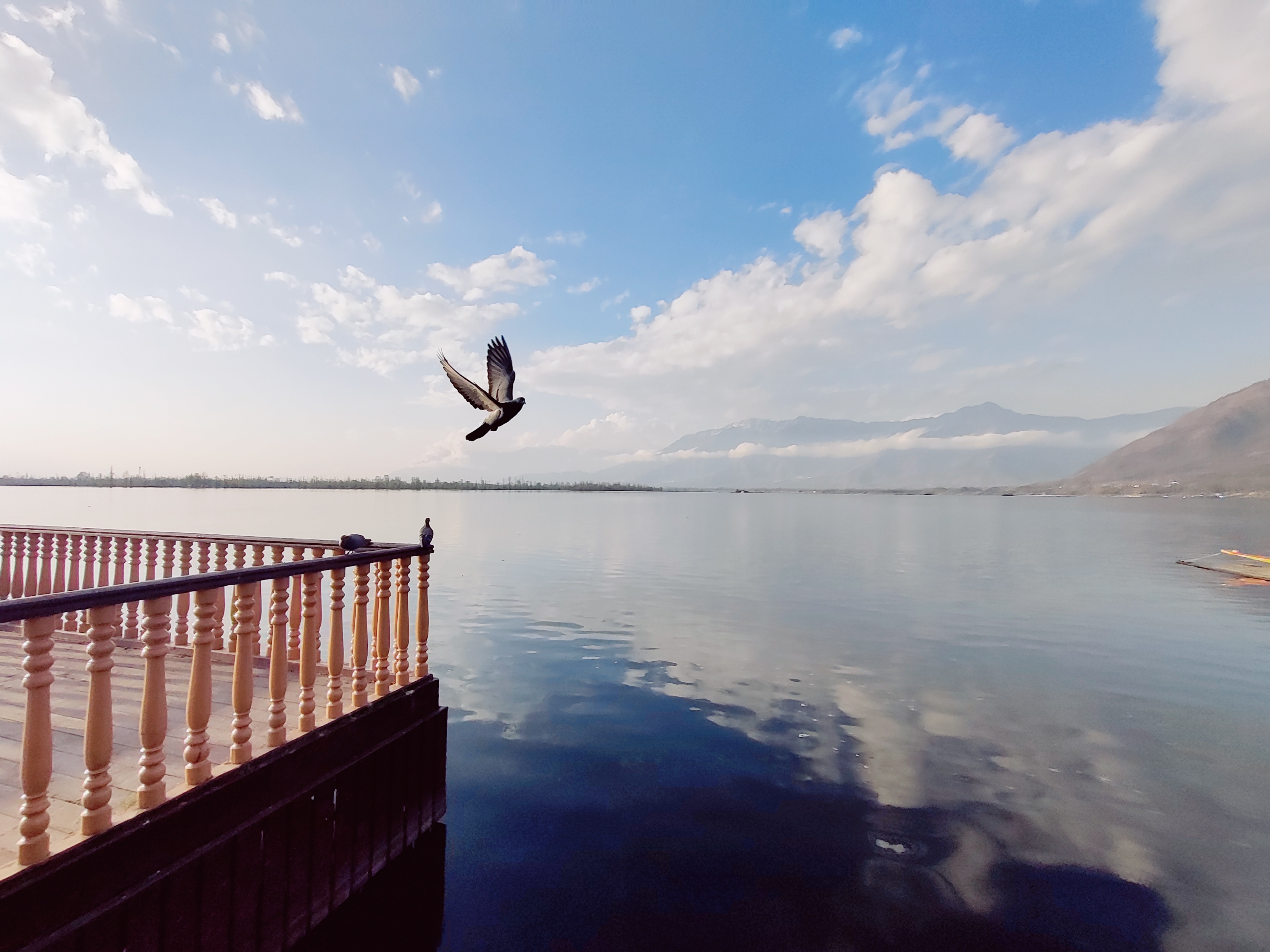 Kabootar (Pigeon) taking flight at the Dal Lake