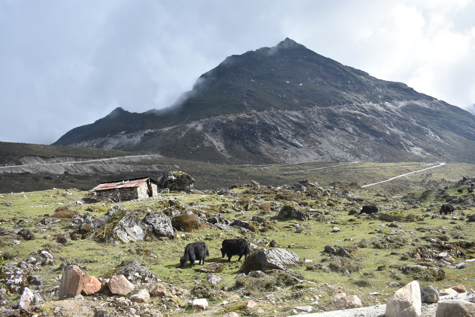 Yaks in Arunachal Pradesh